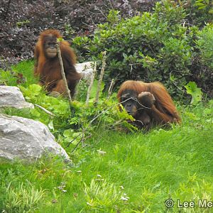 Orangutans 5th September 2010