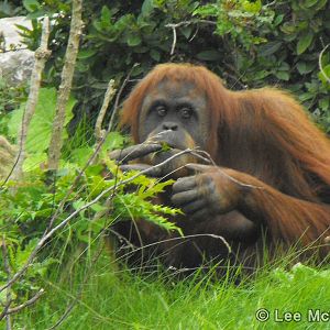 Orangutan 5th September 2010