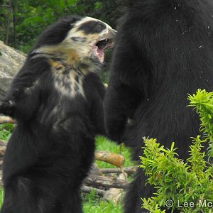 Don't Mess With Franka!