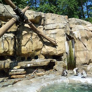 Legends Of The Wild - Humboldt Penguin Exhibit