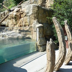 Legends Of The Wild - Humboldt Penguin Exhibit