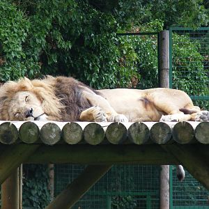 Turkana the African lion at Paradise Wildlife Park, 5 September 2010