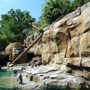 Legends Of The Wild - Humboldt Penguin Exhibit