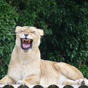 Mana the African lioness at Paradise Wildlife Park, 5 September 2010