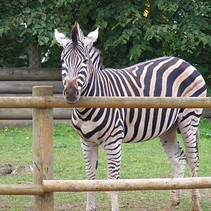 Burchell's zebra at Paradise Wildlife Park, 5 September 2010