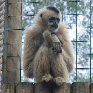 White cheeked gibbon at Paradise Wildlife Park, 5 September 2010