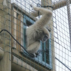 Lar gibbon at Paradise Wildlife Park, 5 September 2010