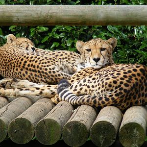 Xana, Roy and Mia the cheetahs at Paradise Wildlife Park, 5 September 2010