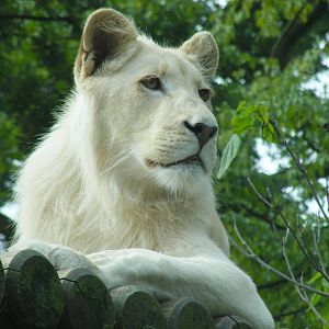Themba the white African lion at Paradise Wildlife Park, 5 September 2010