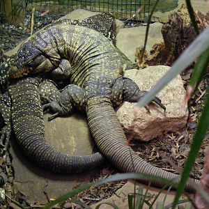 Argentinian black and white tegus at Paradise Wildlife Park, 5 September 20