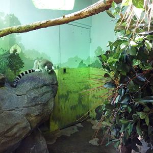 Madagascar - Ring-Tailed Lemur Exhibit