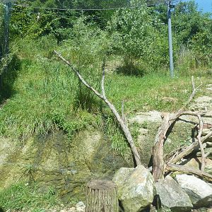Legends Of The Wild - Andean Condor Exhibit