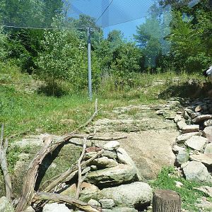 Legends Of The Wild - Andean Condor Exhibit