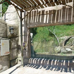 Legends Of The Wild - Andean Condor Exhibit