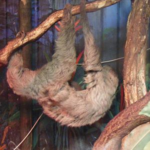 Linne's two toed sloth at Paradise Wildlife Park, 5 September 2010