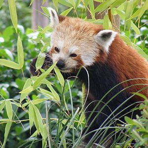 Teajmunn the red panda at Paradise Wildlife Park, 5 September 2010