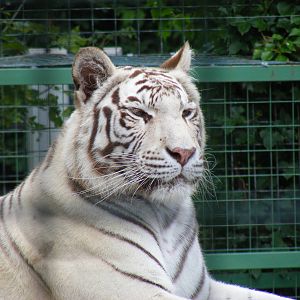 Narnia the white Bengal tiger at Paradise Wildlife Park, 5 September 2010