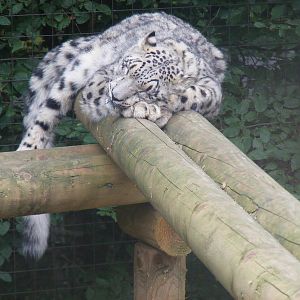 Snow leopard at Paradise Wildlife Park, 5 September 2010