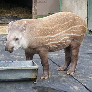 Thiago the Brazilian tapir at Paradise Wildlife Park, 5 September 2010