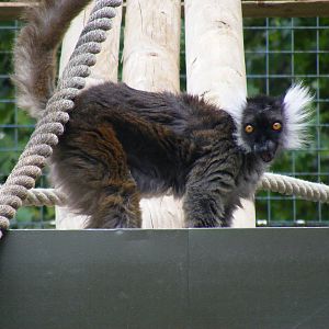 Black lemur at Paradise Wildlife Park, 5 September 2010