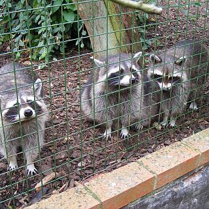 Raccoons at Paradise Wildlife Park, 5 September 2010