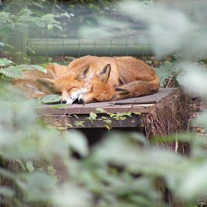 Red foxes at Paradise Wildlife Park, 5 September 2010