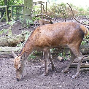 Red deer at Paradise Wildlife Park, 5 September 2010