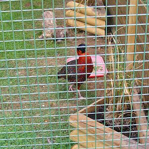Satyr tragopan at Paradise Wildlife Park, 5 September 2010