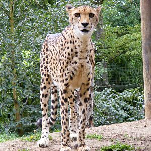 Xana the cheetah at Paradise Wildlife Park, 5 September 2010