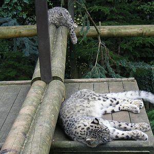 Snow leopards at Paradise Wildlife Park, 5 September 2010