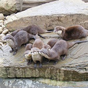 Asian short-clawed otters at Paradise Wildlife Park, 5 September 2010