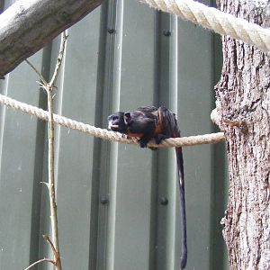 Red-bellied tamarin at Paradise Wildlife Park, 5 September 2010