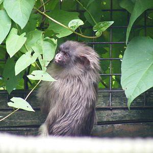 Black-tailed marmoset at Paradise Wildlife Park, 5 September 2010