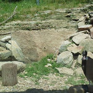 Legends Of The Wild - Andean Condor Exhibit