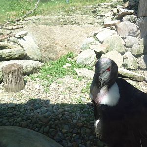Legends Of The Wild - Andean Condor
