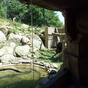Legends Of The Wild - Jaguar Exhibit
