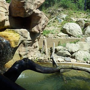 Legends Of The Wild - Jaguar Exhibit