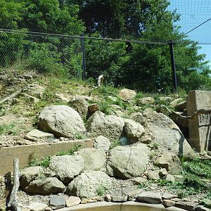 Legends Of The Wild - Jaguar Exhibit