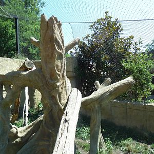 Legends Of The Wild - Jaguar Exhibit