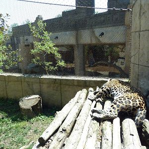 Legends Of The Wild - Jaguar Exhibit