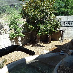 Legends Of The Wild - Capybara + Jaguar Exhibits