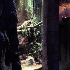 Legends Of The Wild - Red-Tailed Boa Exhibit