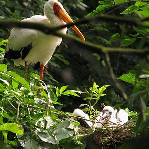 Yellow-billed stork chicks