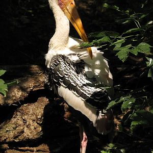 Painted stork