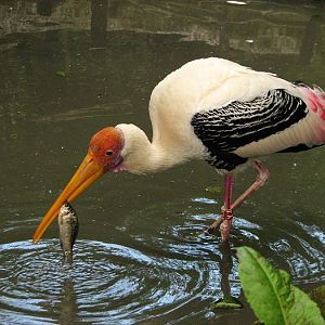 Painted stork
