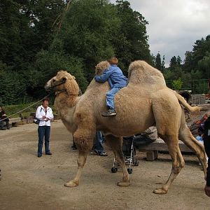 Bactrian camel riding