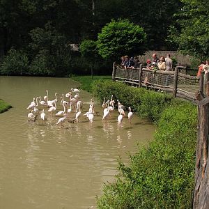 Greater flamingos feeding