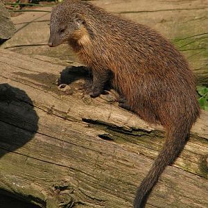 Gambian mongoose