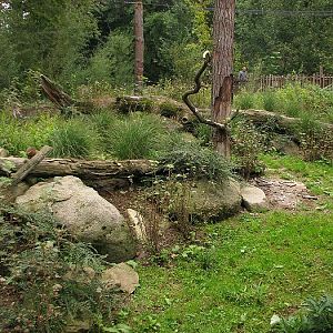 Gambian mongoose pen