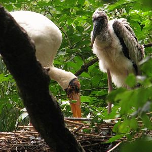 Milky stork chick